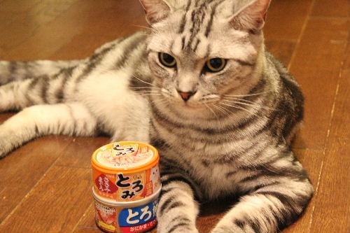 2010年8月猫缶３.JPG