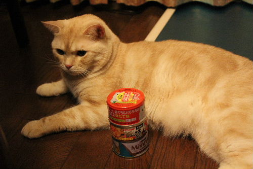 2010年8月猫缶４.JPG