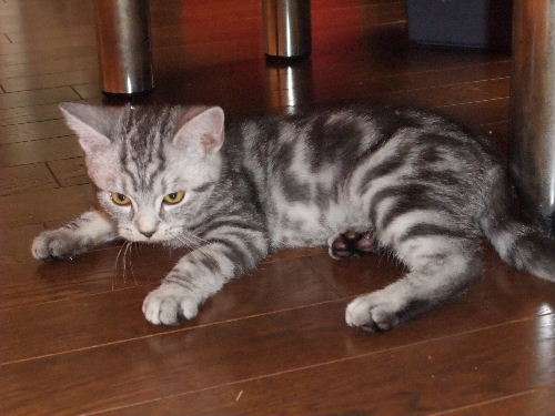 2011年1月子猫１－３.JPG
