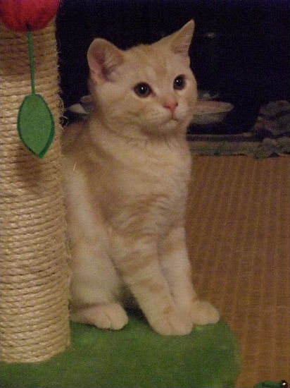 2011年1月子猫４－２.JPG