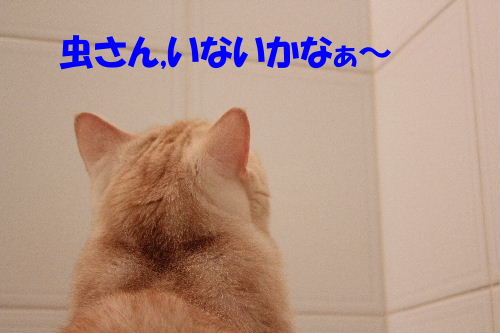 2011年8月お風呂７.JPG