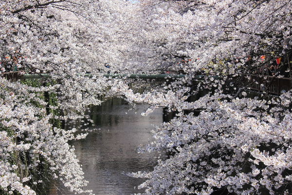 2012年4月桜１－２.JPG
