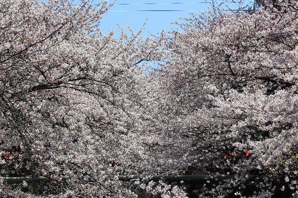 2012年4月桜１－３.JPG