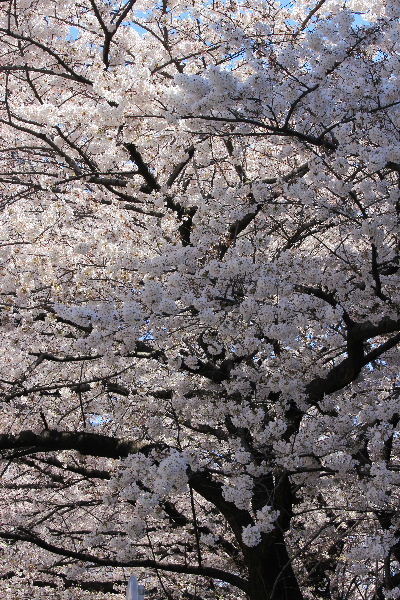2012年4月桜１－４.JPG